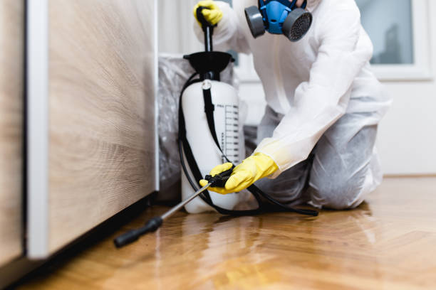 Flea Control Services in Wells Branch, TX
