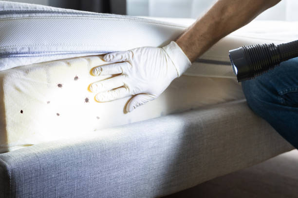 Best Pest Control for Businesses  in Wells Branch, TX