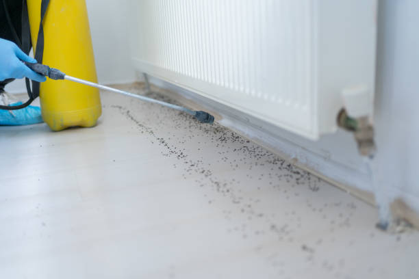Trusted Wells Branch, TX Pest Control Experts